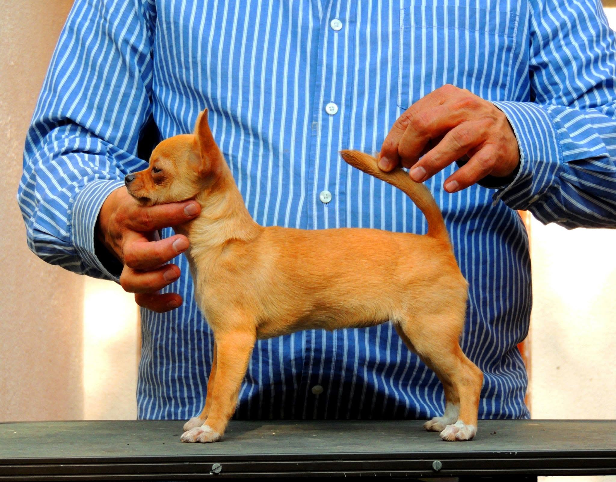 Chihuahueño 3